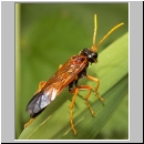 Tenthredo campestris - Blattwespe 08.jpg